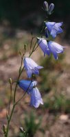 Campanula rotundifolia									