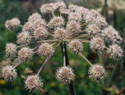 Angelica sylvestris (dzięgiel leśny)