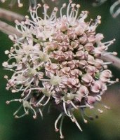 Angelica sylvestris (dzięgiel leśny)