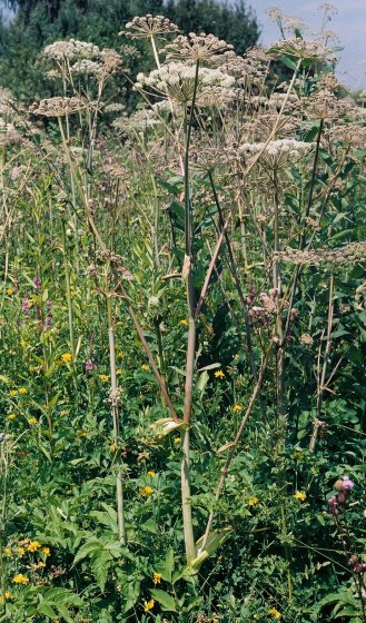 Angelica sylvestris (dzięgiel leśny)