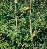 Angelica sylvestris (dzięgiel leśny)