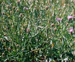 Centaurea jacea