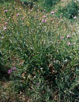 Centaurea jacea