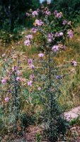 Centaurea stoebe (chaber nadreński)