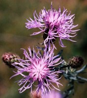 Centaurea stoebe (chaber nadreński)