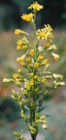 Solidago virgaurea