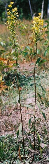 Solidago virgaurea