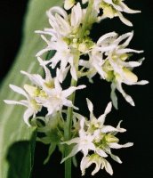 Echinocystis lobata (kolczurka klapowana)