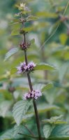 Mentha arvensis (mięta polna)