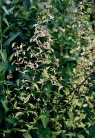 Silene baccifera (wyżpin jagodowy)