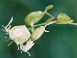 Silene baccifera (wyżpin jagodowy)