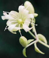 Silene baccifera (wyżpin jagodowy)