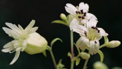 Silene baccifera (wyżpin jagodowy)