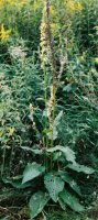 Verbascum nigrum