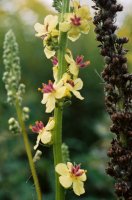 Verbascum nigrum