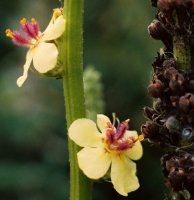 Verbascum nigrum