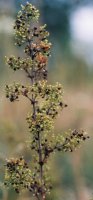 Galium verum (przytulia właściwa)