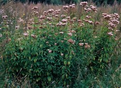 Eupatorium cannabinum (sadziec konopiasty)