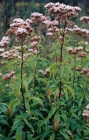 Eupatorium cannabinum (sadziec konopiasty)