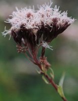 Eupatorium cannabinum (sadziec konopiasty)