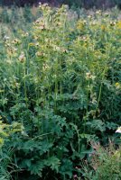 Cirsium oleraceum (ostrożeń warzywny)