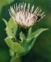 Cirsium oleraceum (ostrożeń warzywny)