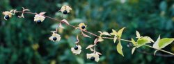 Silene baccifera (wyżpin jagodowy)