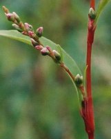 Polygonum hydropiper