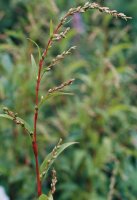 Polygonum hydropiper