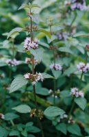 Mentha arvensis