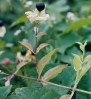 Silene baccifera (wyżpin jagodowy)