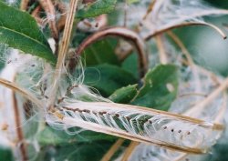 Epilobium hirsutum (wierzbownica kosmata)