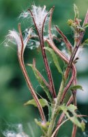 Epilobium hirsutum (wierzbownica kosmata)