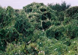 Calystegia sepium (kielisznik zaroÅ›lowy)