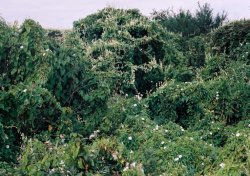 Calystegia sepium (kielisznik zaroślowy)