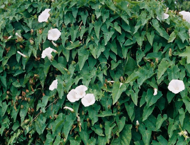 Calystegia sepium (kielisznik zaroślowy)