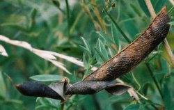 Lathyrus pratensis (groszek łąkowy)