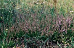 Calluna vulgaris