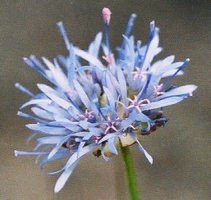 Jasione montana