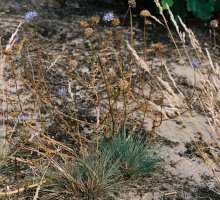 Jasione montana