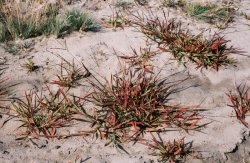 Digitaria sanguinalis