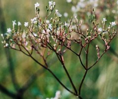 Valeriana officinalis