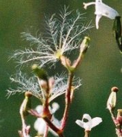 Valeriana officinalis