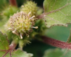 Xanthium strumarium