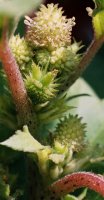 Xanthium strumarium