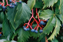 Parthenocissus inserta (winobluszcz zaroślowy)