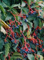 Parthenocissus inserta (winobluszcz zaroślowy)