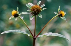 Bidens frondosa (uczep amerykański)