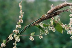 Fallopia dumetorum