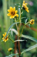 Bidens cernua (uczep zwisły)